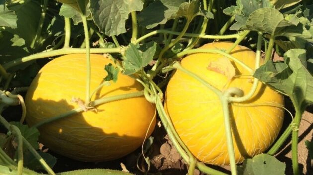 graine de Melon jaune canari – Image 3