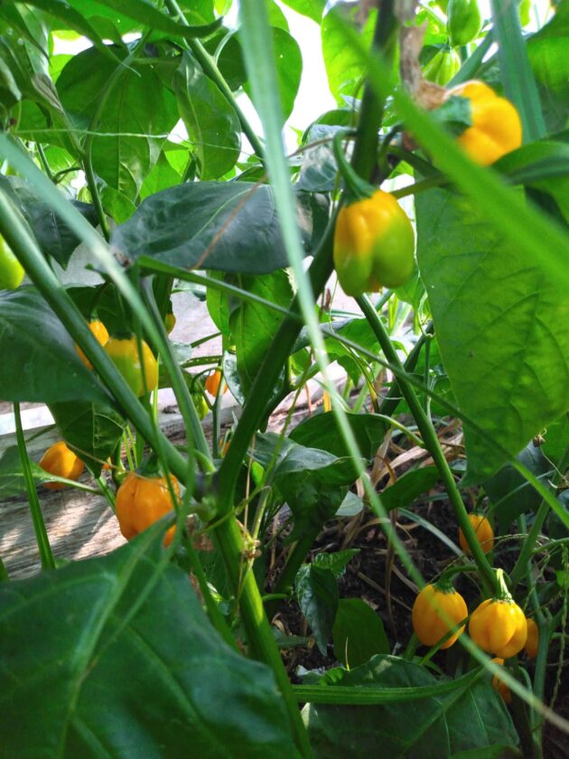 Graines (20) de piment Burkina Yellow – Image 3