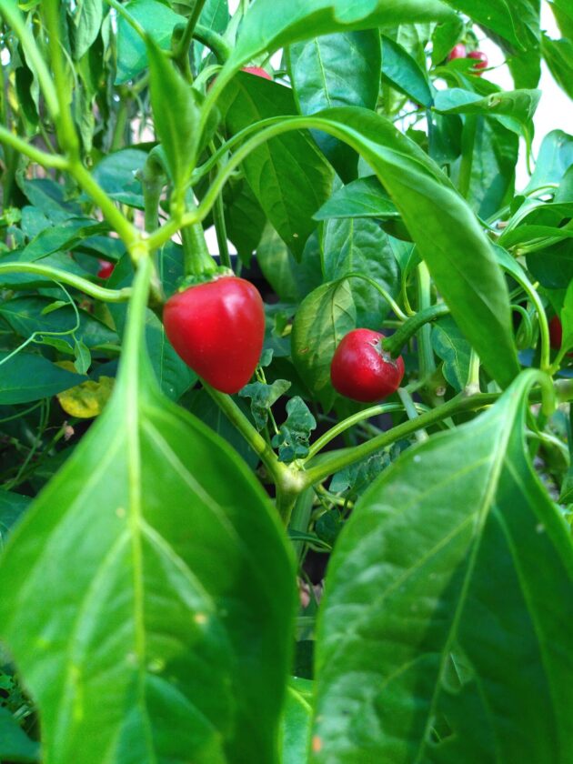 graines (20) de piment Cherry bomb – Image 2