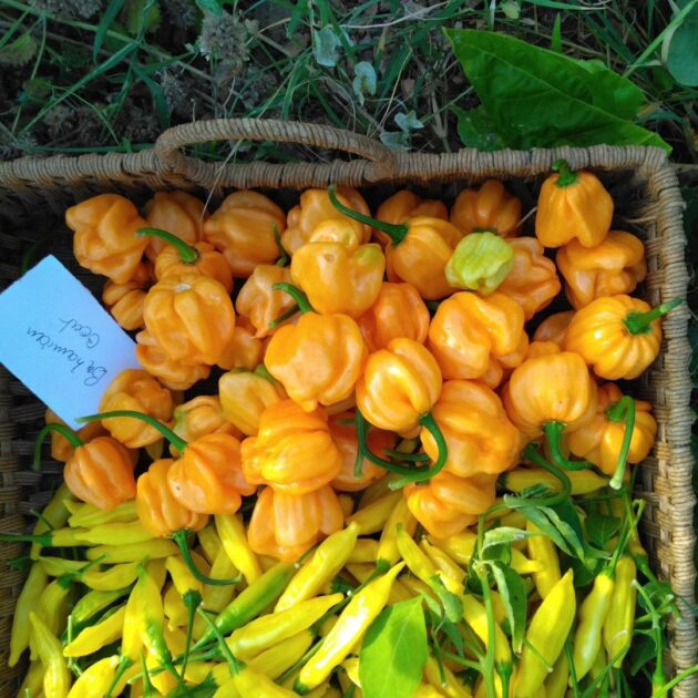 Graines (20) de piment Bahamian Goat – Image 4