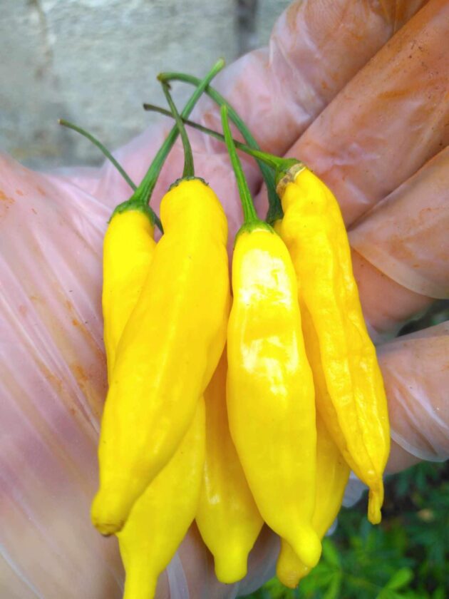 Graines (20) de Piment Aji Pineapple – Image 3