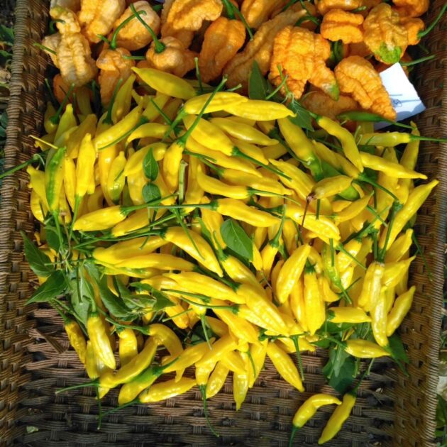 Graines (20) de Piment Aji Pineapple – Image 2