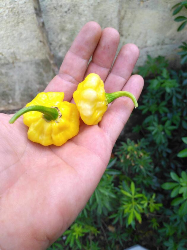 Graine (20) de piment Ks Lemon StarrBurst – Image 2