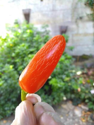 Graine (20) de Piment Jalapeno Zapotec