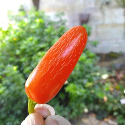 Graine (20) de Piment Jalapeno Zapotec