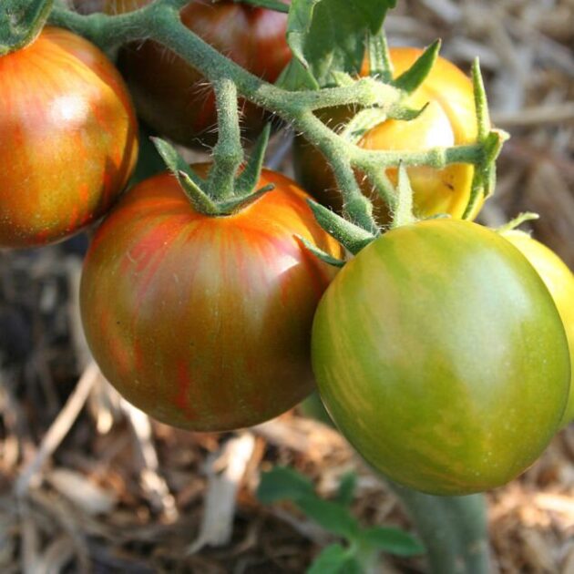 Graine (25) de Tomate Cocktail Black zebra – Image 3