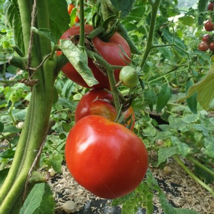 Graine (25) de Tomate Charnue de Huy