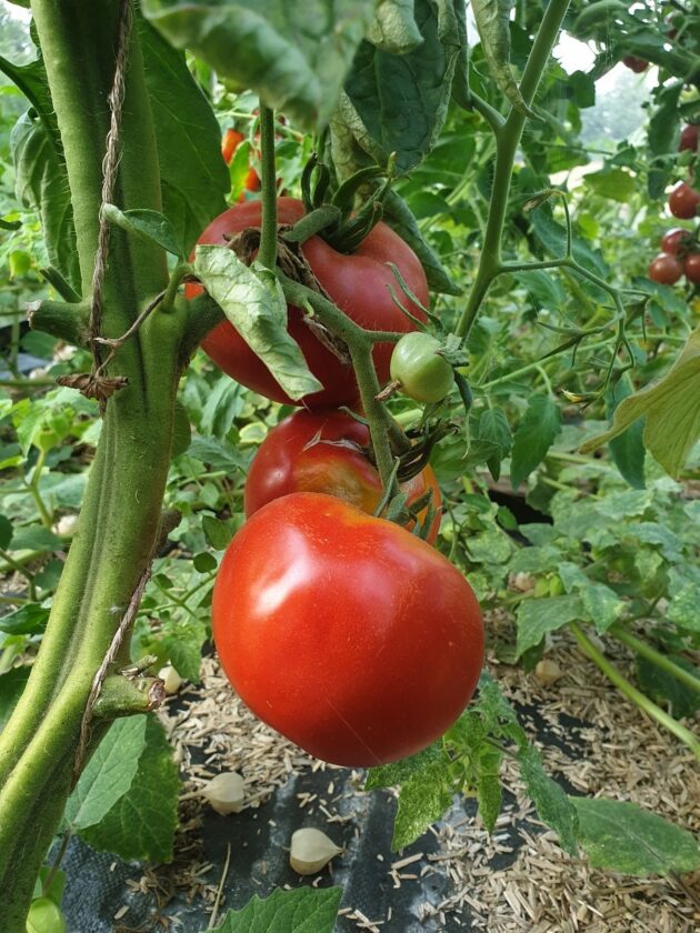 Graine (25) de Tomate Charnue de Huy