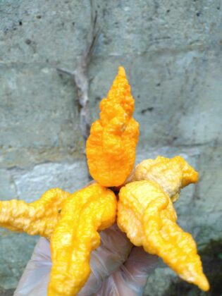 Graine (20) de Piment Bhut Jolokia orange