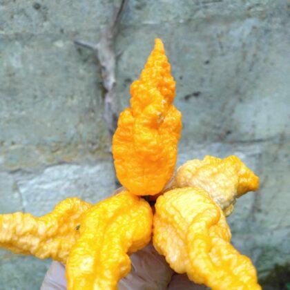 Graine (20) de Piment Bhut Jolokia orange