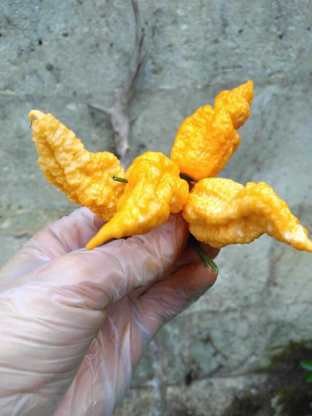 Graine (20) de Piment Bhut Jolokia orange – Image 3