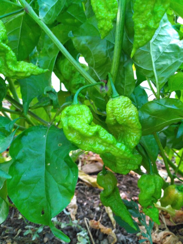 Graine (20) de Piment Bhut Jolokia orange – Image 4