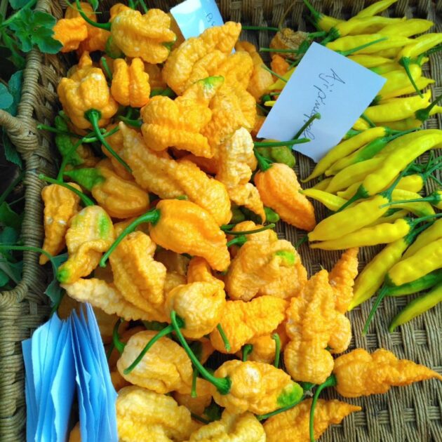 Graine (20) de Piment Bhut Jolokia orange – Image 2