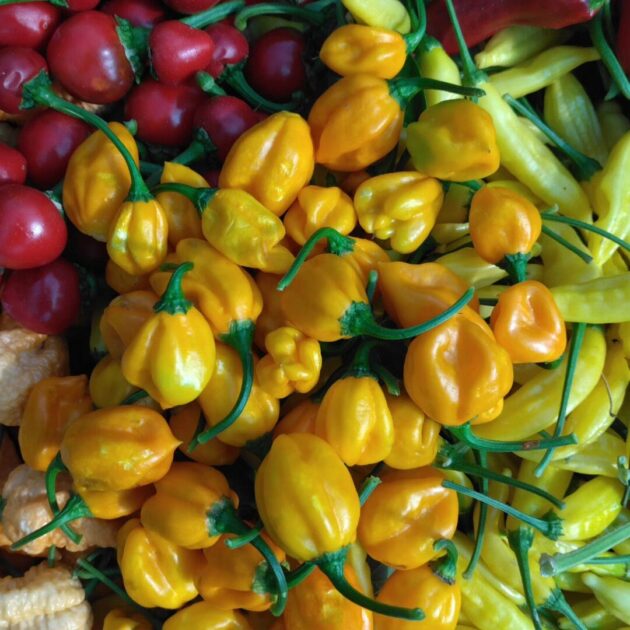Graines (20) de piment Burkina Yellow – Image 2