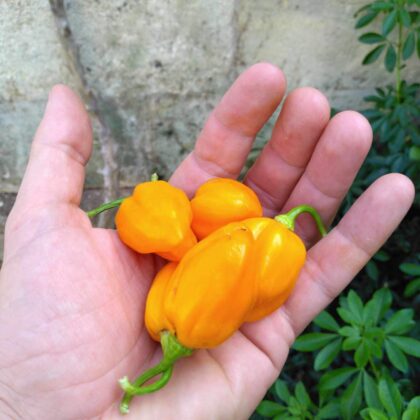 Graines (20) de piment Burkina Yellow
