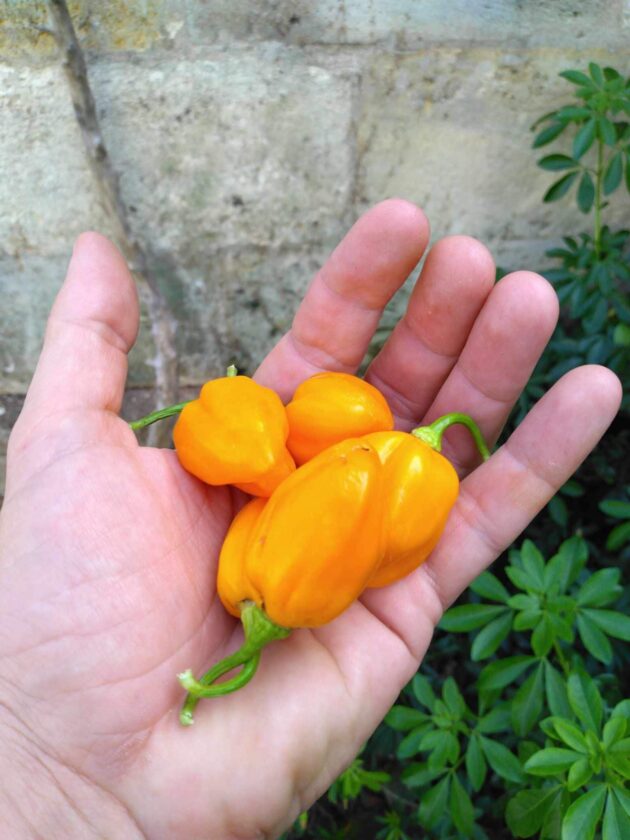 Graines (20) de piment Burkina Yellow