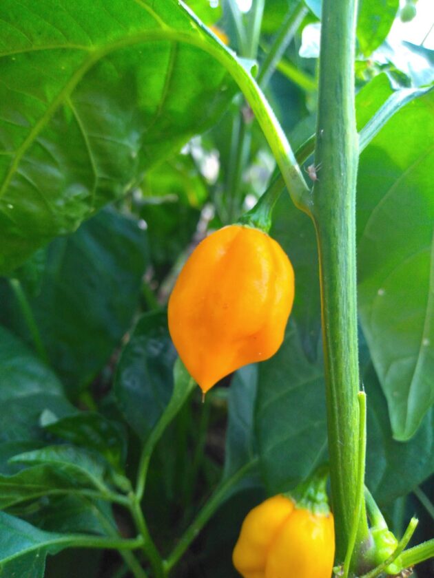 Graines (20) de piment Burkina Yellow – Image 4