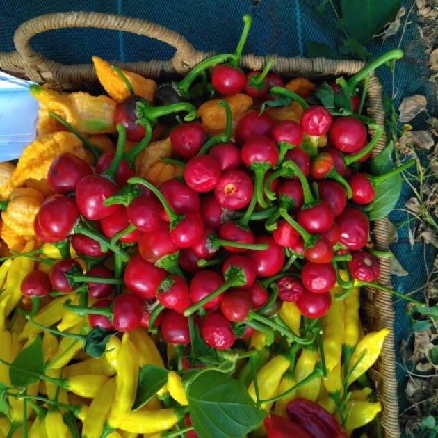 graines (20) de piment Cherry bomb – Image 3