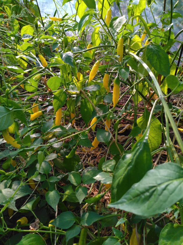Graines (20) de Piment Aji Pineapple – Image 4