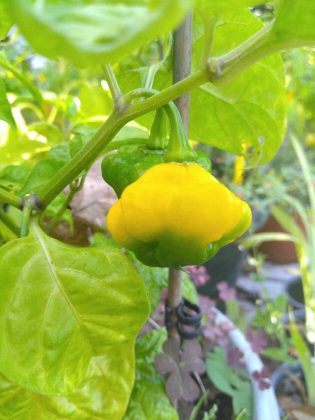Graine (20) de piment Ks Lemon StarrBurst – Image 4