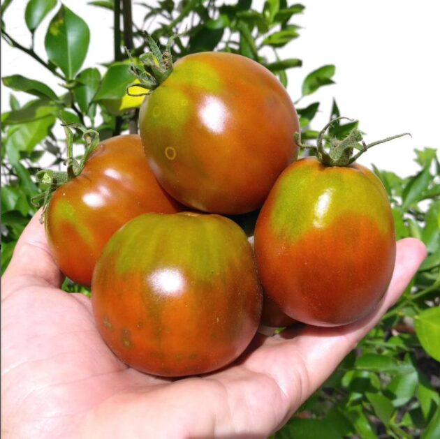 Graines (25) de Tomate Japan Black