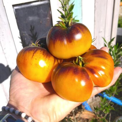 Graine (25) de Tomate Lucid Gem