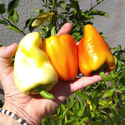 Graines (25) de Poivron White Bell