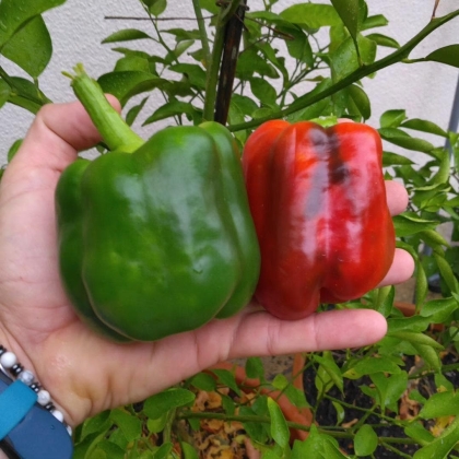 Graines (25) de Poivron California Wonder