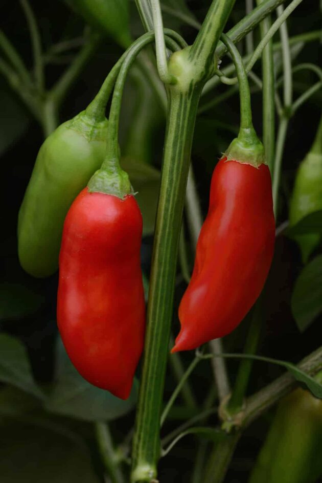 Graine (20) de Piment Aji Rico – Image 3