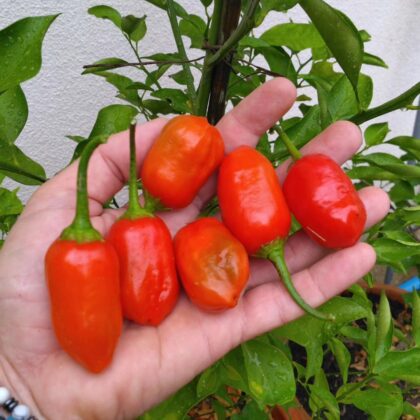 Graine (20) de Piment Aji Rico