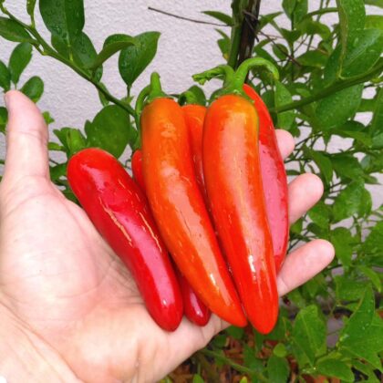 Graines (20) de Piment Big Jalapeno