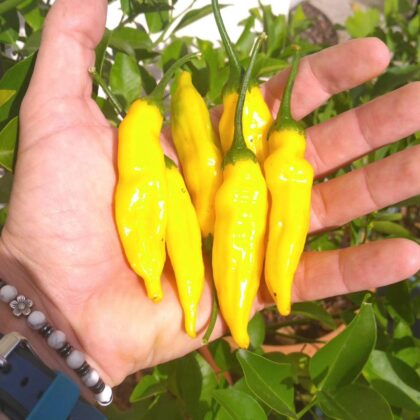 Graines (20) de Piment Aji Pineapple