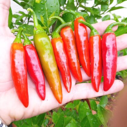 Graine (30) de Piment thaï "Prik kee noo"