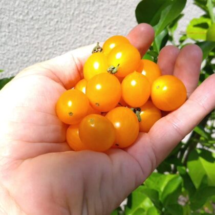 Graine (25) de Tomate Cerise clémentine
