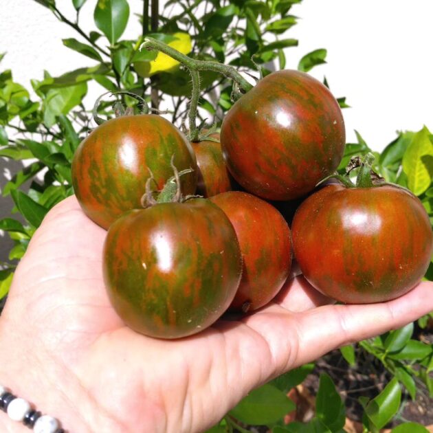 Graines (25) de Tomate Black zebra