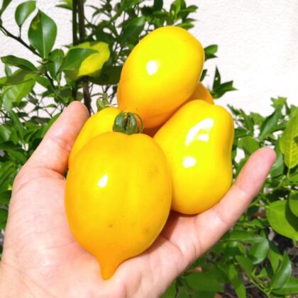 Graine (25) de Tomates Téton de Vénus