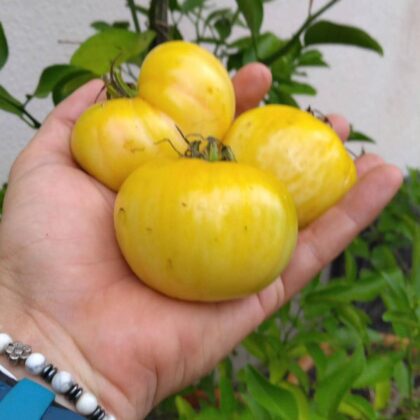 Graine (25) de Tomates Beauté blanche
