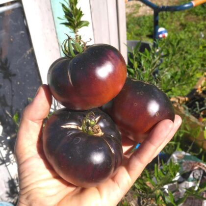 Graines (25) de Tomate Black Beauty