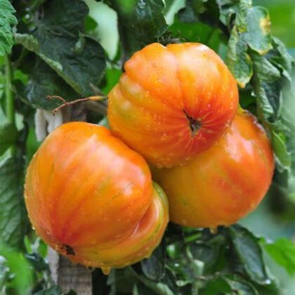 Graines (25) de Tomate Ananas