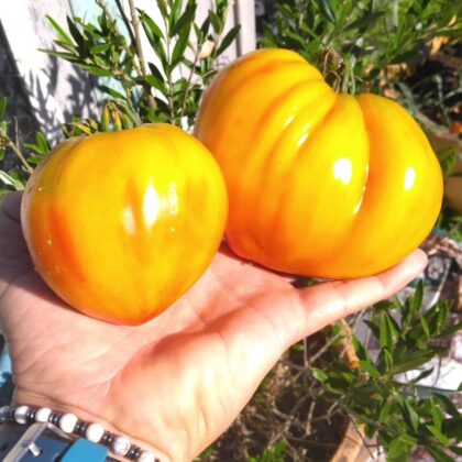 graines (25) de Tomate Hawaiian Pineapple
