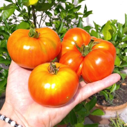 Graines (25) de Tomate Sainte Lucie
