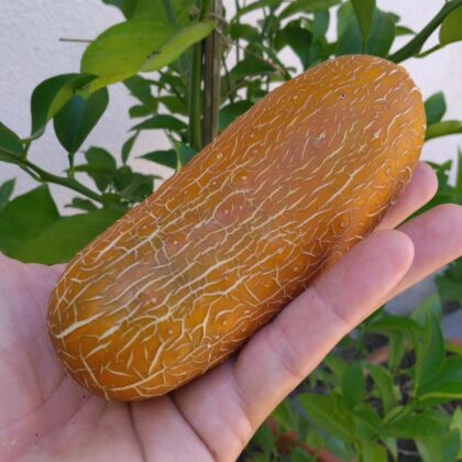 Graines de concombre "poona kheera" (Cucumis sativus)