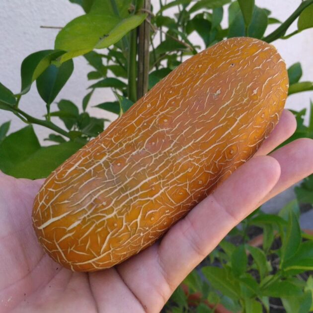 Graines de concombre "poona kheera" (Cucumis sativus)