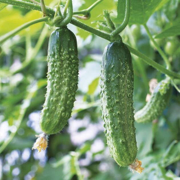 Graine de Cornichon Petit vert de Paris – Image 2