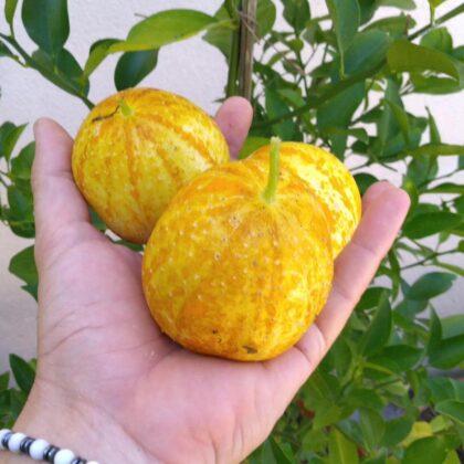 Graine de Concombre Lemon