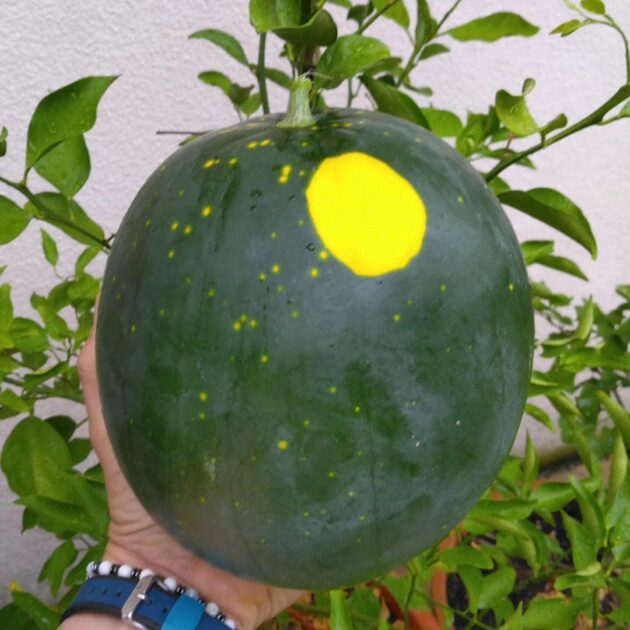 Graines de Pastèque Lune Etoile