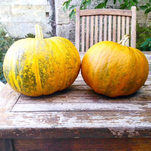 Graines de Courge Lady Godiva – Image 2