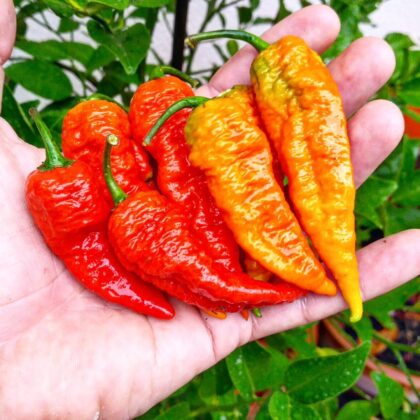 Graines (20) de Piment Leviathan scorpion red