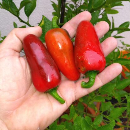 Graine (20) de piment Jalapeno