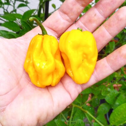 Graines (20) de piment Habanero Big Sun